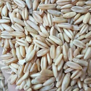 燕麦