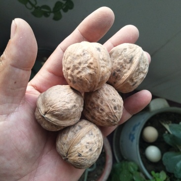 新疆核桃