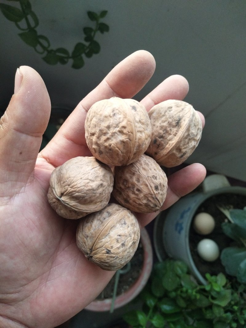 新疆核桃