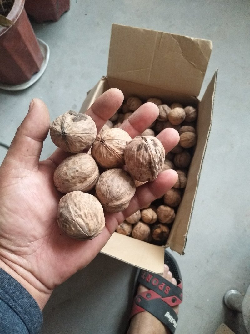 新疆核桃