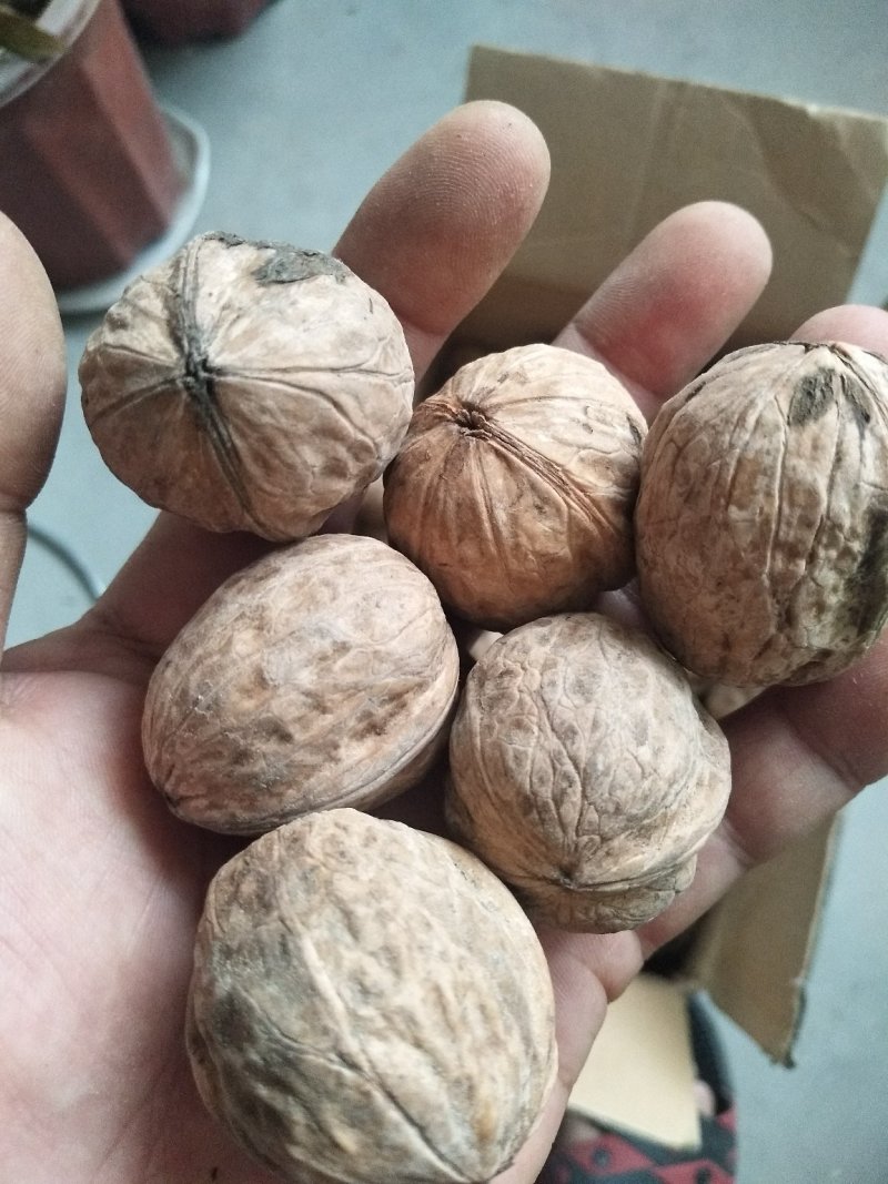 新疆核桃