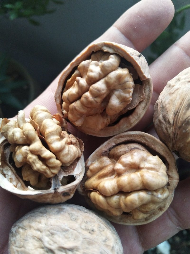 新疆核桃