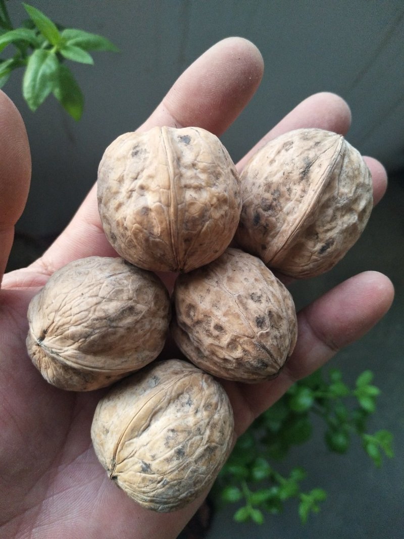 新疆核桃