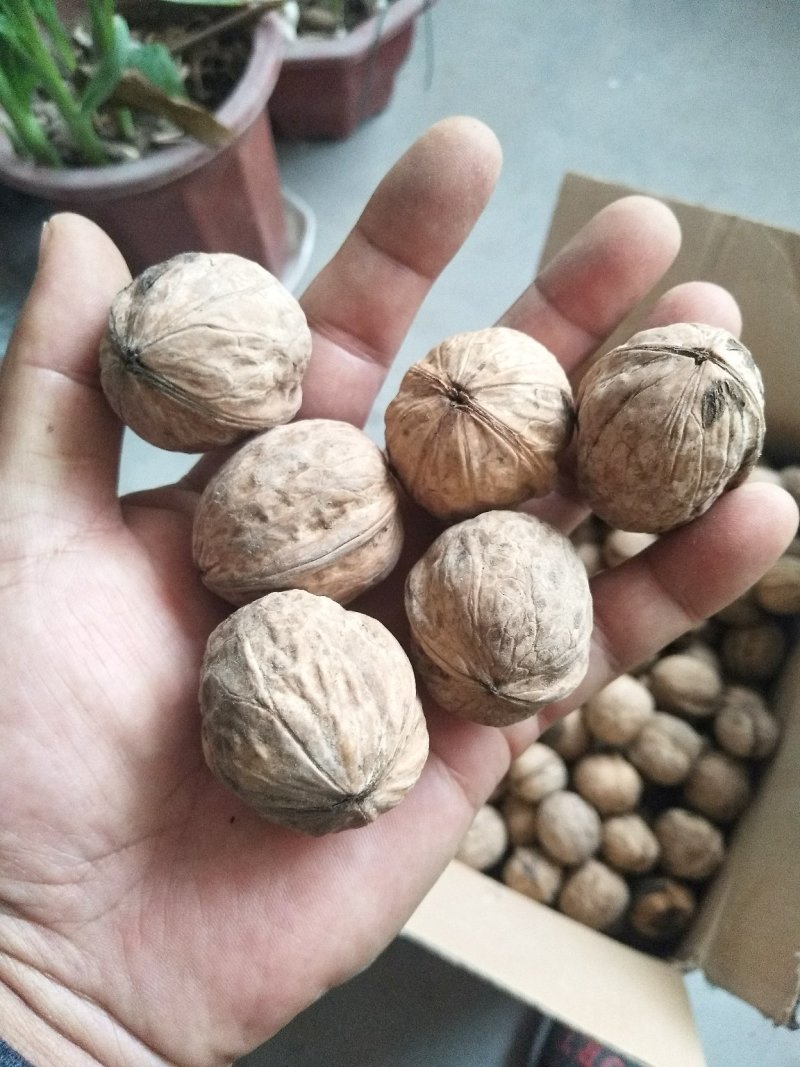 新疆核桃