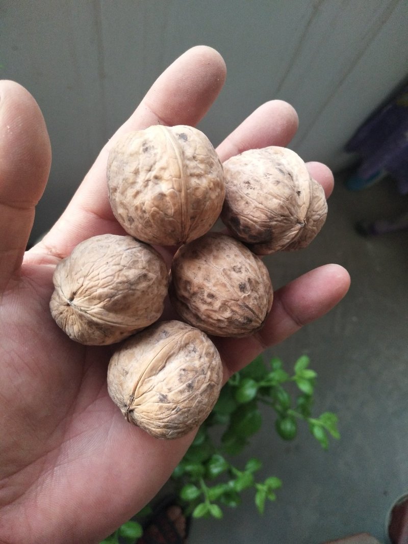 新疆核桃