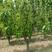 梨树苗，新品种5---12公分质量好，价格便宜。