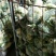 青梗散花，有机花持续供应