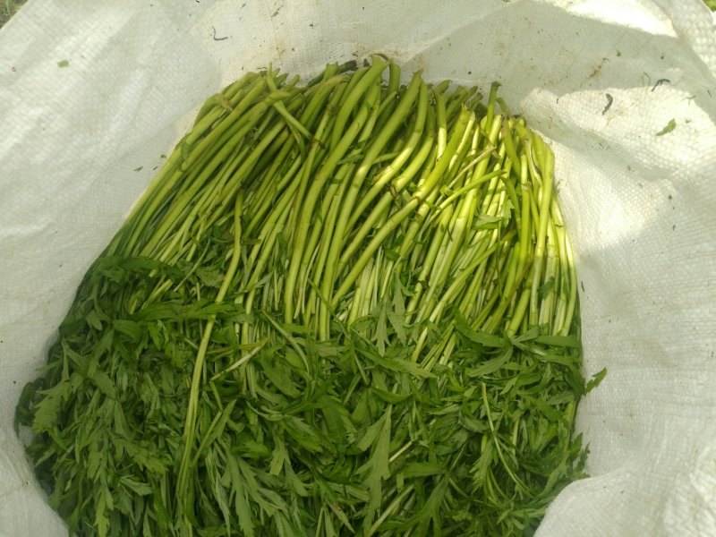 精品芦蒿