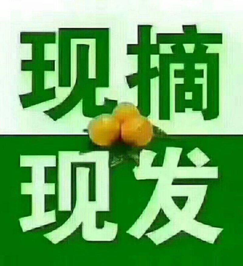 春见柑桔