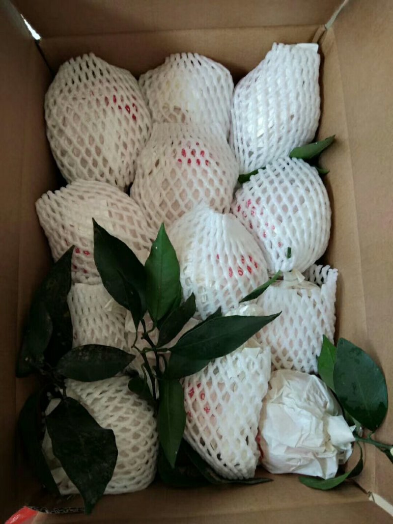 春见柑桔