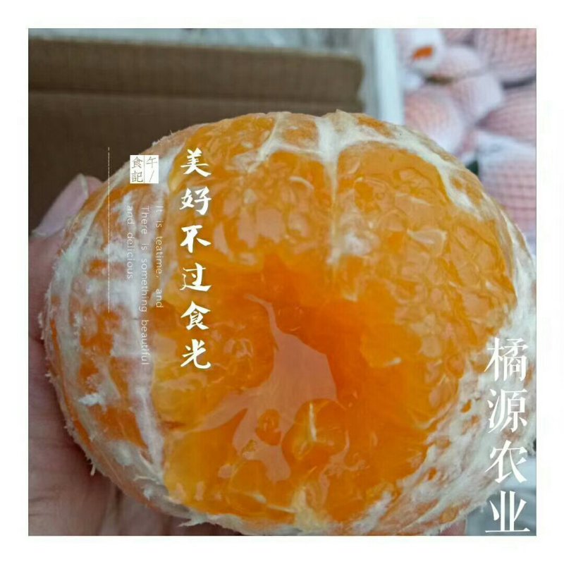 春见柑桔