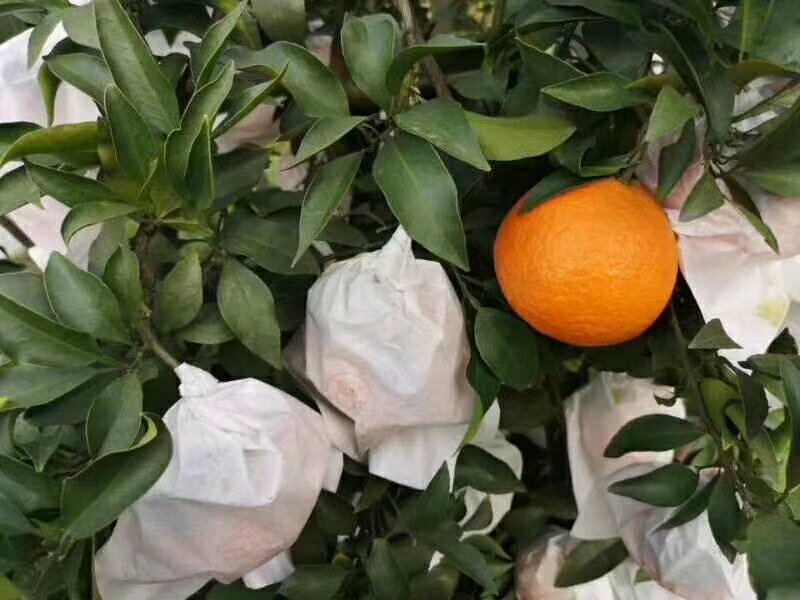 春见柑桔