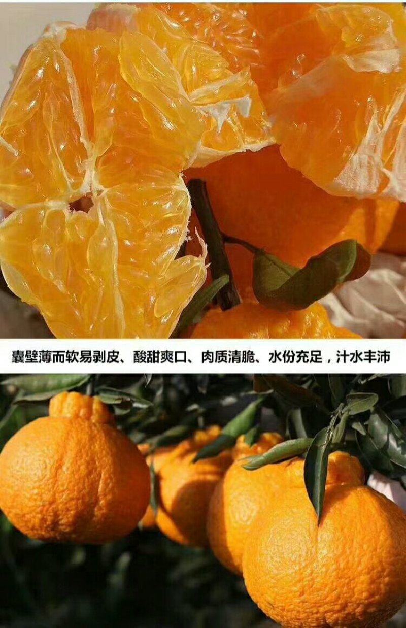 春见柑桔