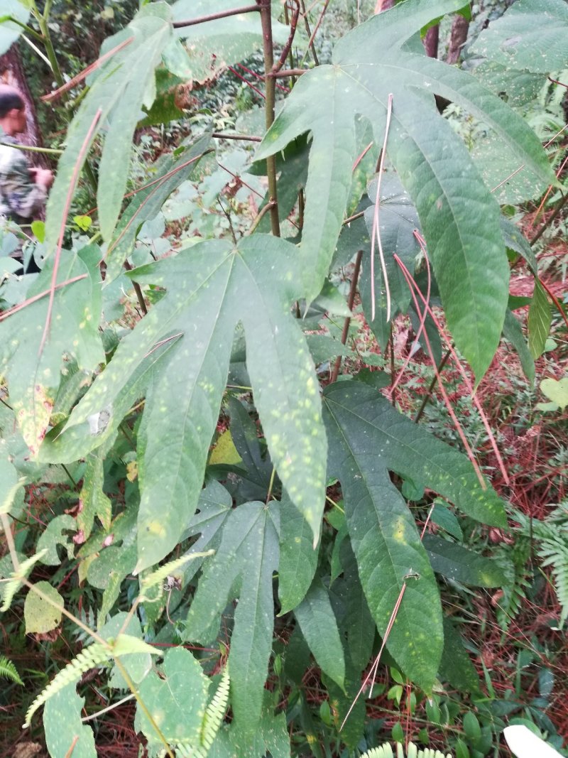 五指毛桃鲜货野生