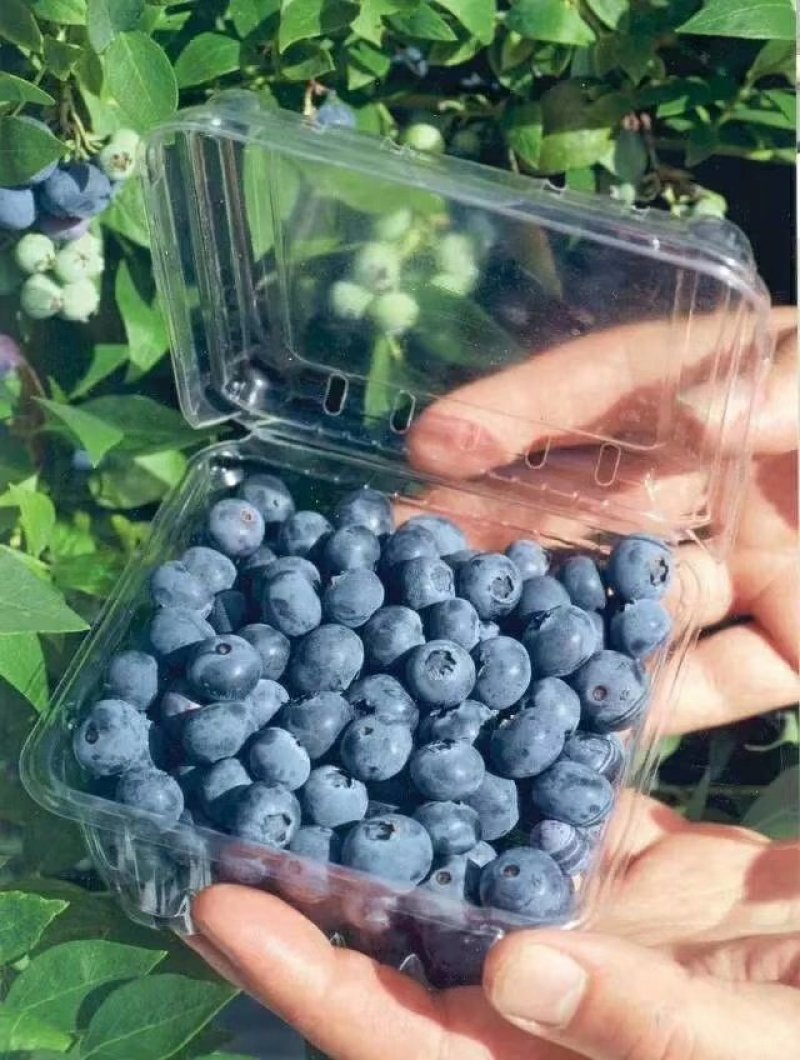 蓝莓苗蓝莓树苗基地直销品种保障保证成活长期售后