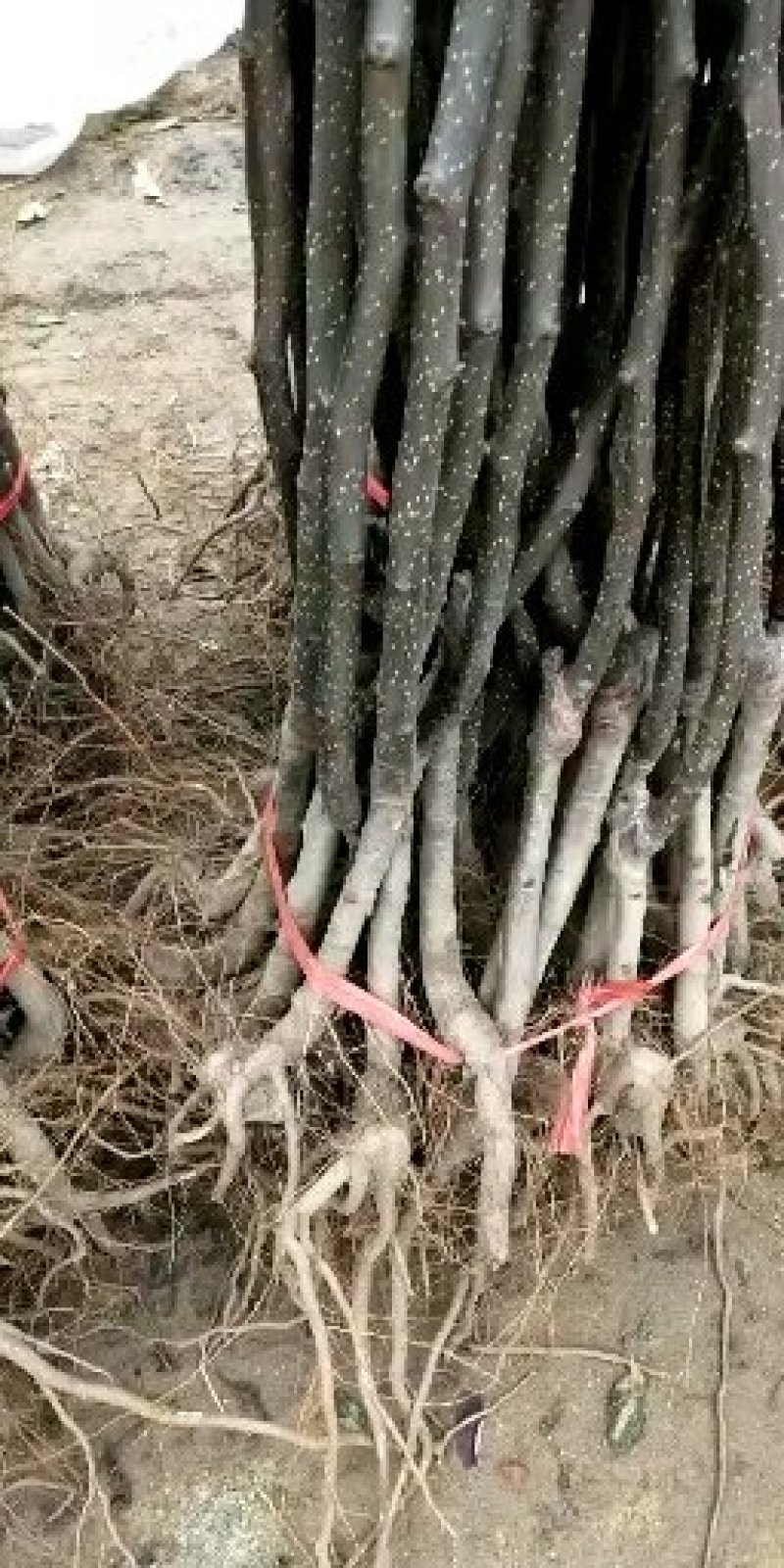 八月酥梨树裕民苗木专业合作社