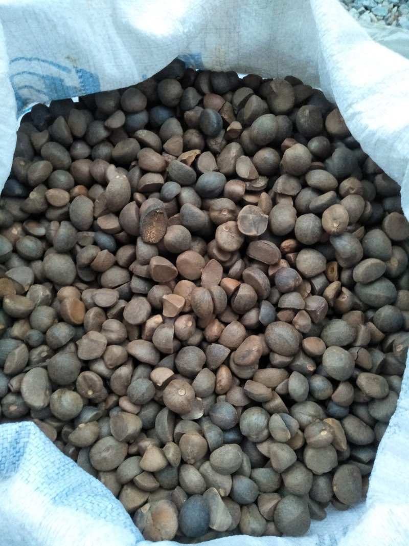 现榨山茶油，