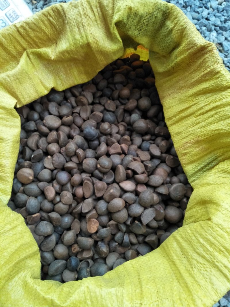 现榨山茶油，