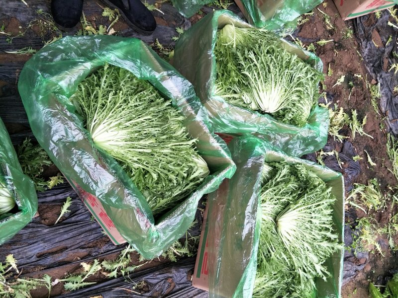叶菜产地直销