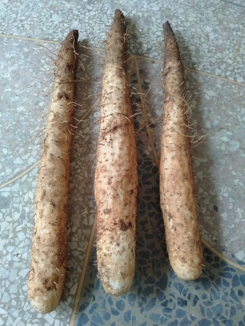 自家种的滚地龙现挖现发