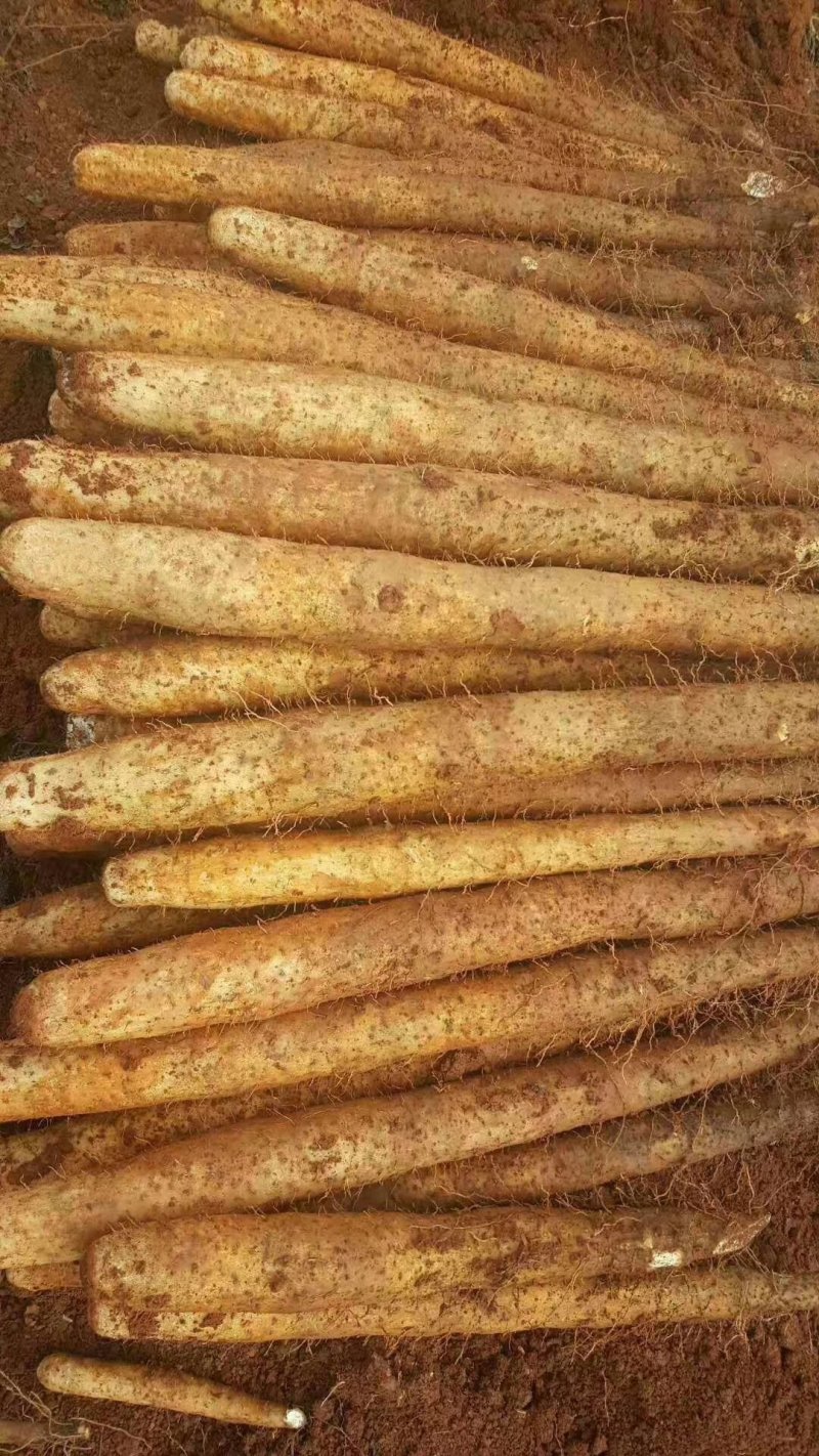 自家种的滚地龙现挖现发