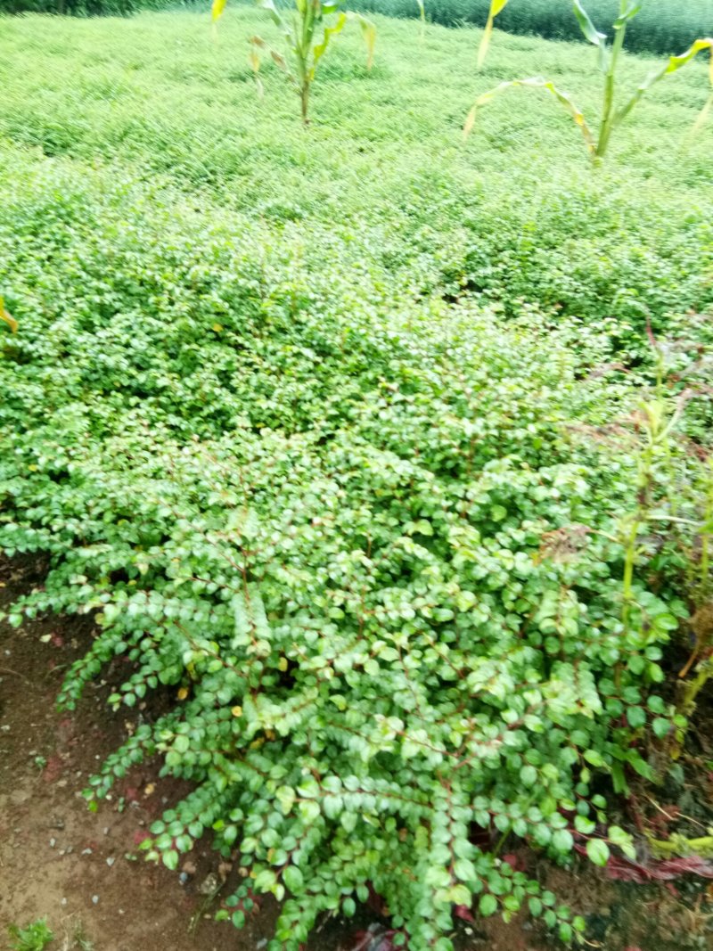 铁篱笆铁篱笆刺苗铁篱笆苗马甲子刺苗20-40包邮