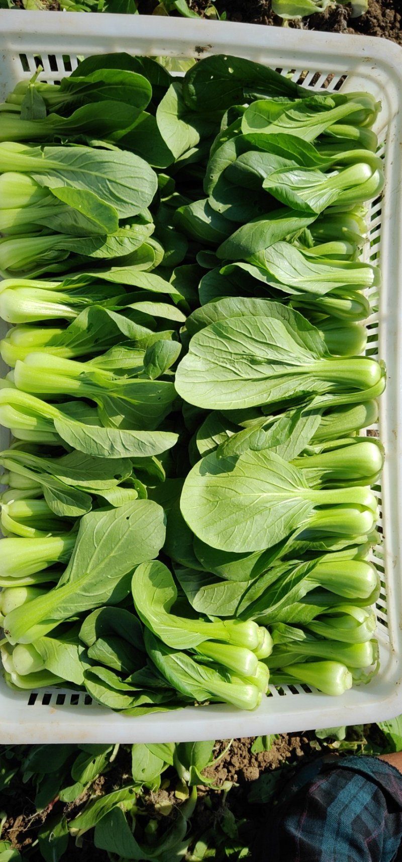 上海青油菜小青菜