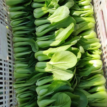 上海青油菜小青菜