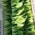 上海青油菜小青菜
