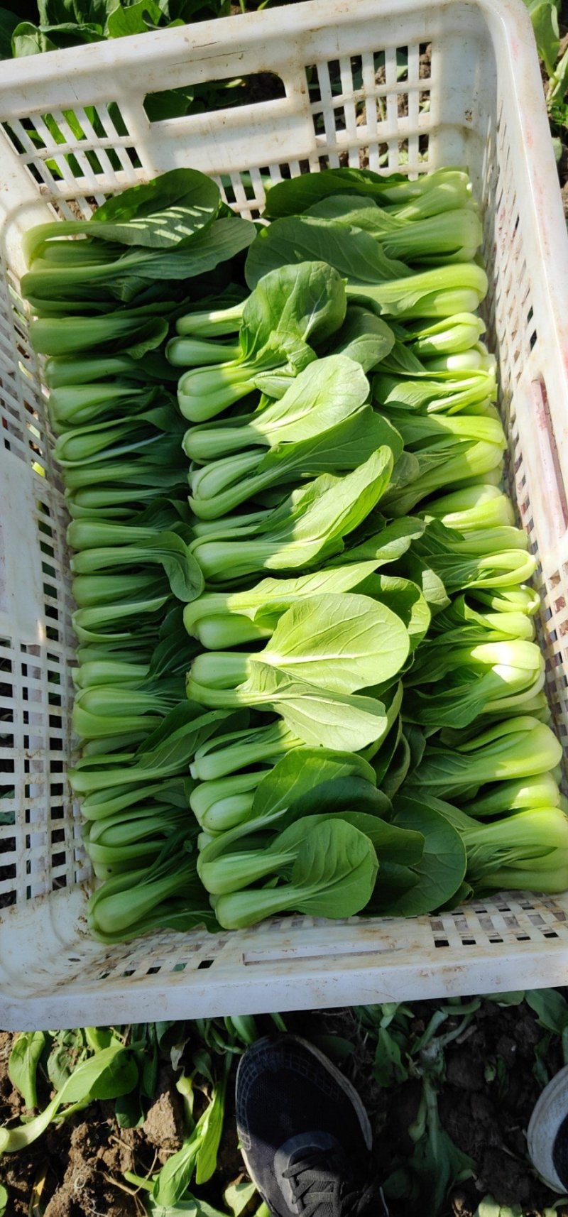 上海青油菜小青菜