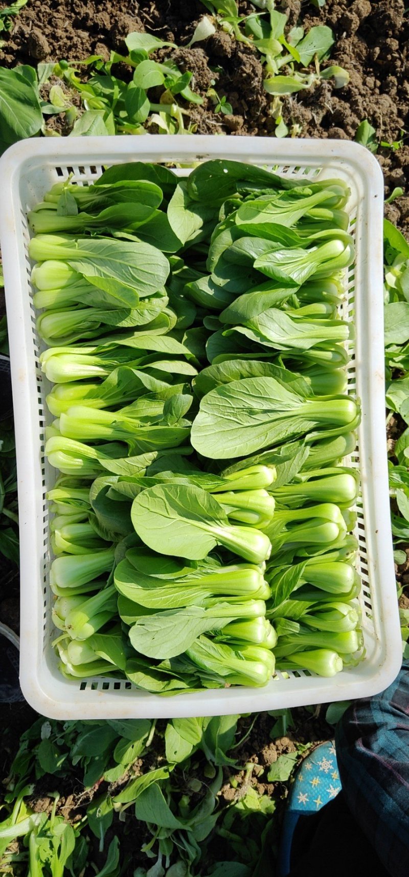 上海青油菜小青菜