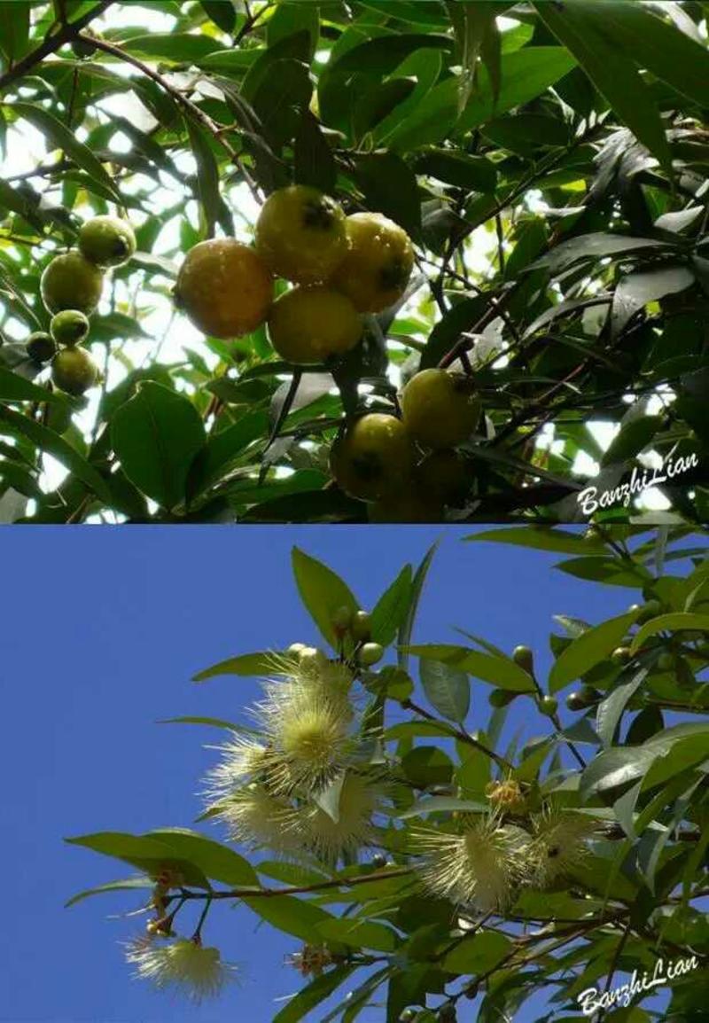 水蒲桃树