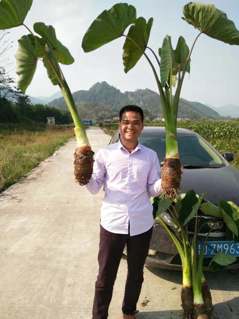 大量供应正宗荔浦，芋头，香芋，质量保证！