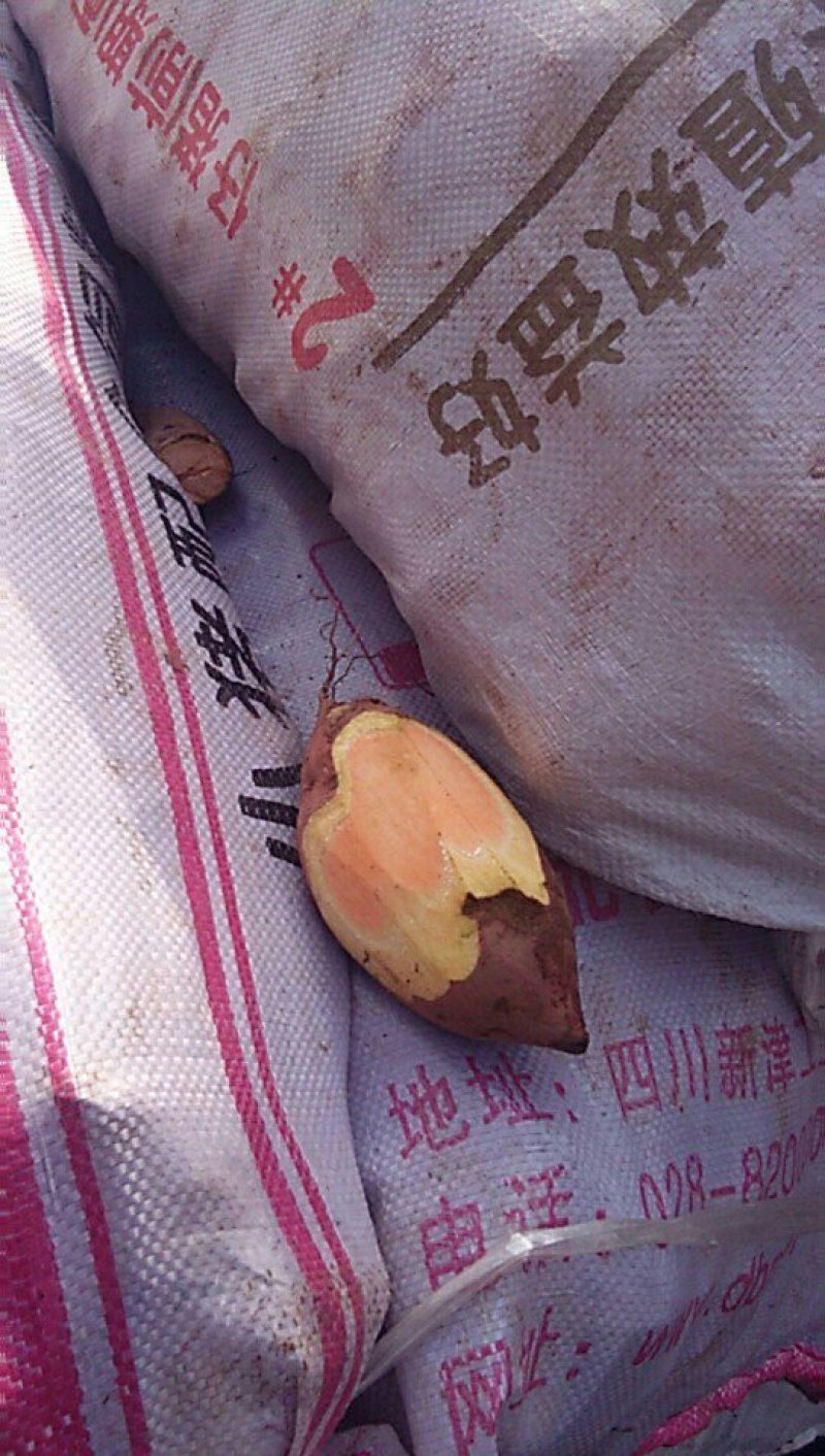 西瓜红薯，十月份上市，口感甜软，需要的釆购商再次合作