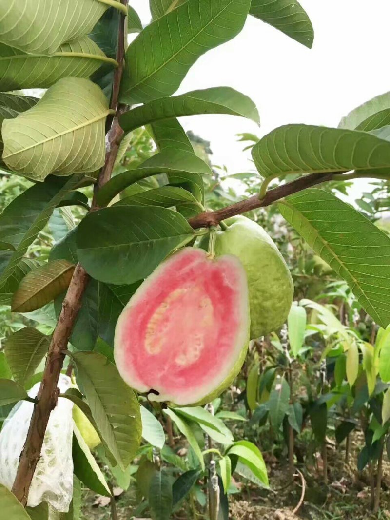 西瓜芭乐番石榴苗四季珍珠番石榴苗