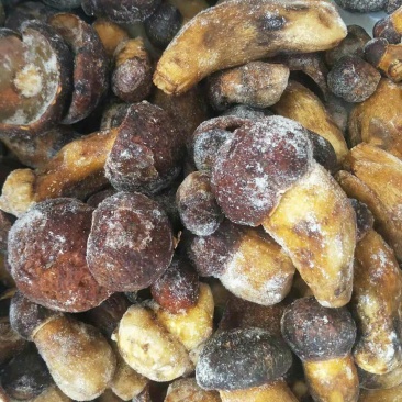 黄牛肝菌冻品批发零售