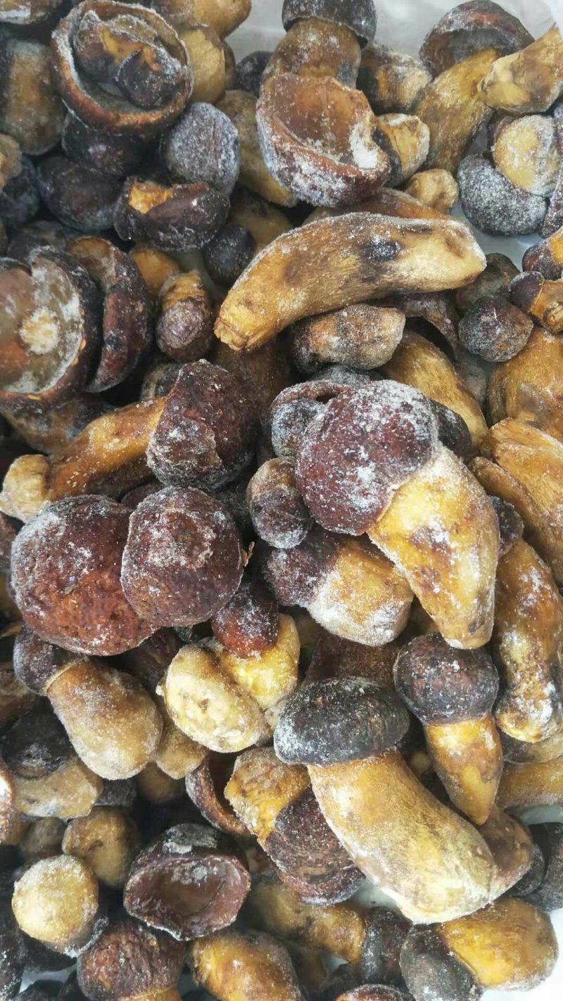 黄牛肝菌冻品批发零售