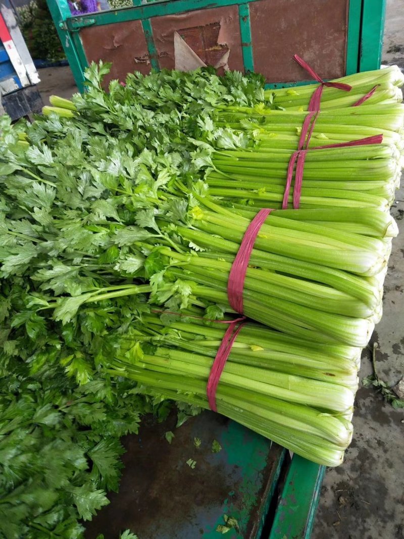 精品芹菜产地直发货量充足量大从优欢迎采购