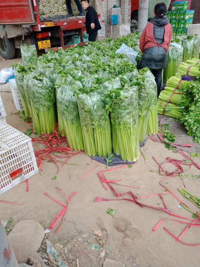 精品芹菜产地直发货量充足量大从优欢迎采购