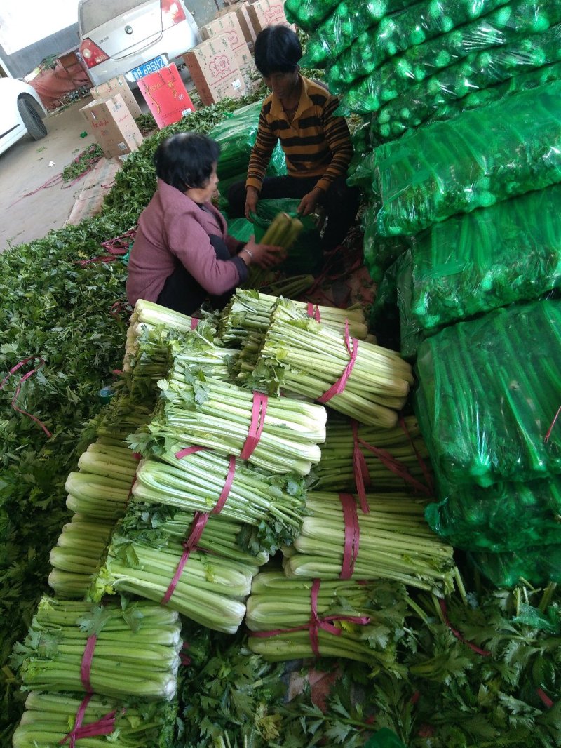 精品芹菜产地直发货量充足量大从优欢迎采购