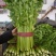 精品芹菜产地直发货量充足量大从优欢迎采购