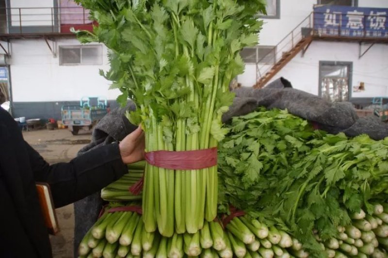 精品芹菜产地直发货量充足量大从优欢迎采购