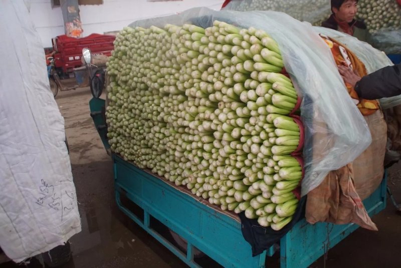 精品芹菜产地直发货量充足量大从优欢迎采购