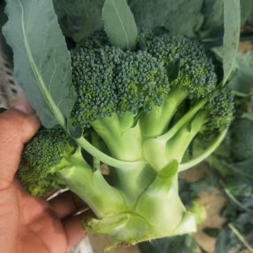 山东优质西蓝花新鲜上市产地一手货源，大量供应中