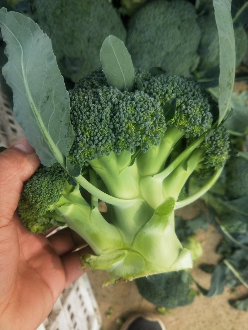 山东优质西蓝花新鲜上市产地一手货源，大量供应中