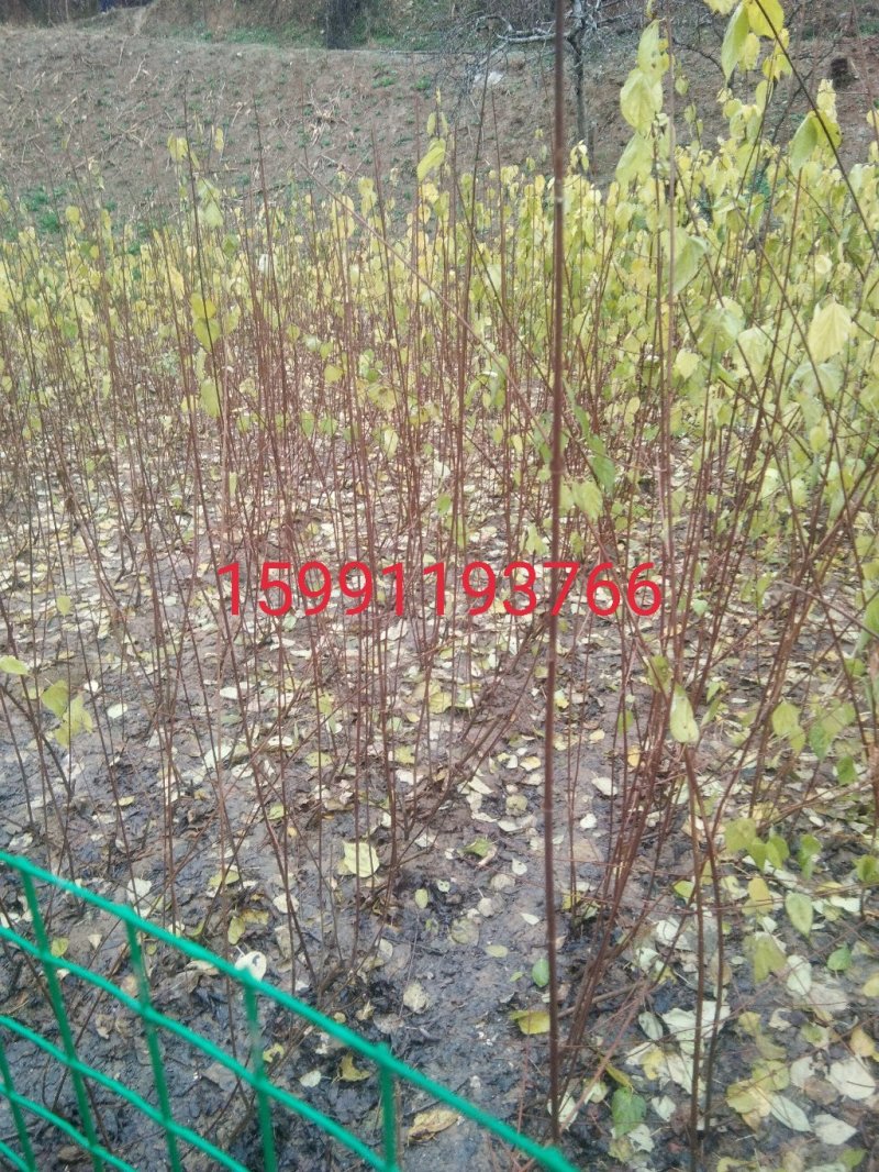 豆腐树苗