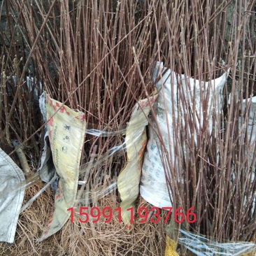 豆腐树苗