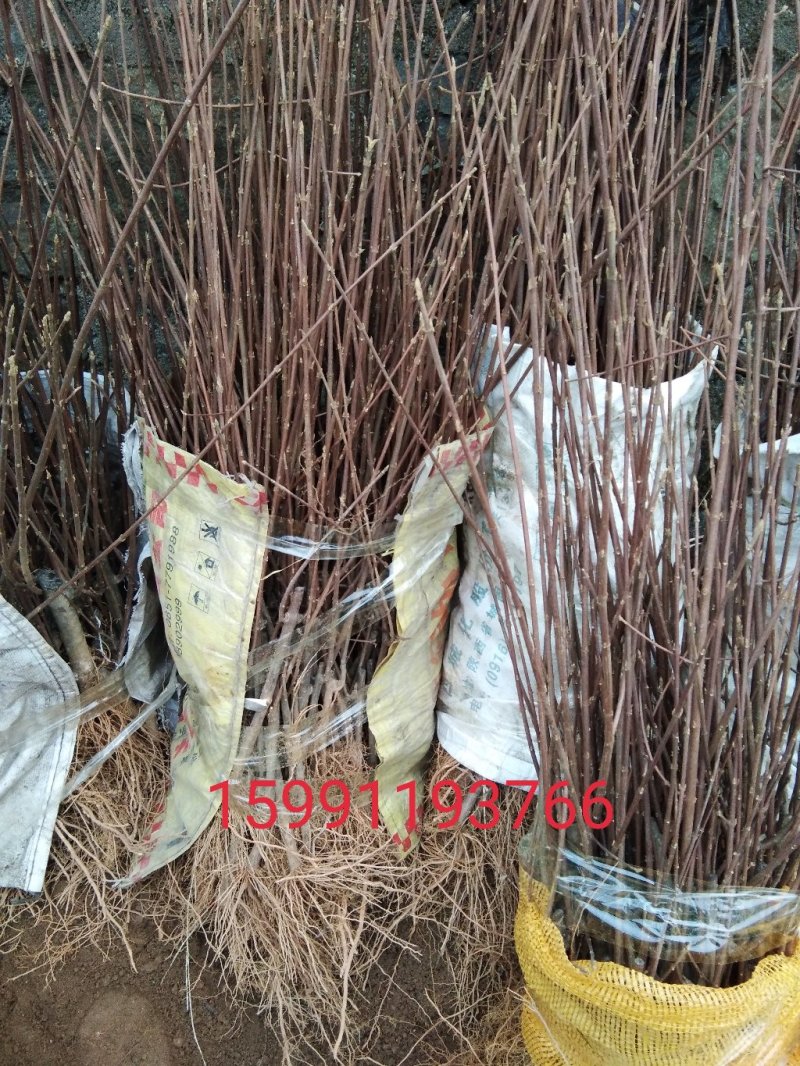 豆腐树苗