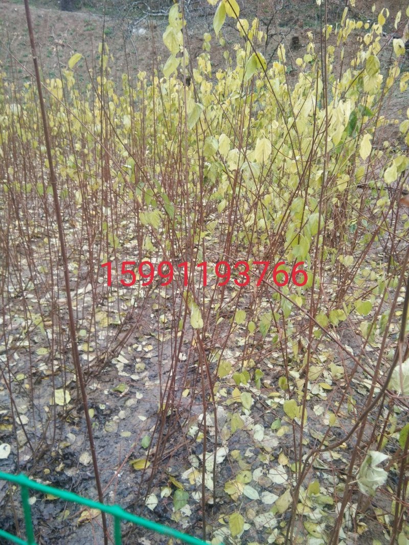 豆腐树苗