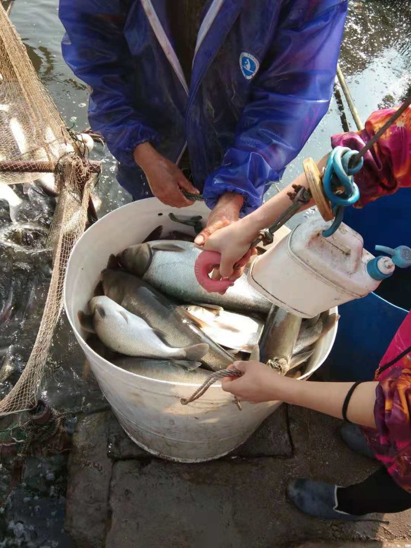 淡水鱼类